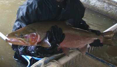 Van Arsdale male steelhead, 2012