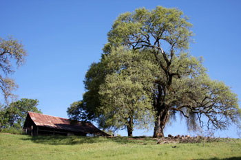 Barn