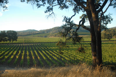 Potter Valley vineyard, Oct 2010