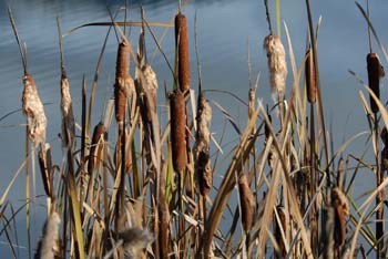 Cattails