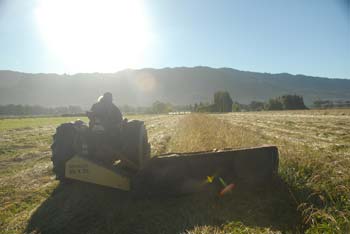 cutting hay