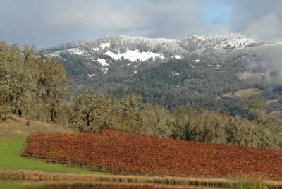 Fall in a Potter Valley vineyard, 2010