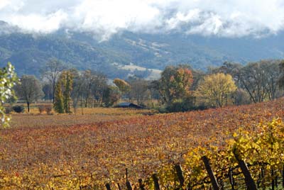 Fall in a Potter Valley vineyard, 2010