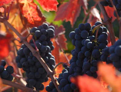 Cabernet in Potter Valley vineyard, Oct 2010