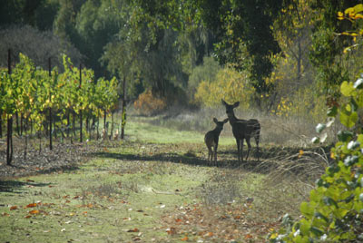 Deer in Potter Valley vineyard, Oct 2010