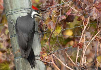 Pileated woodpecker snacking after grape harvest in vineyard