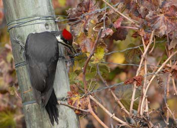 Pileated woodpecker snacking after grape harvest in vineyard