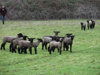 2012 Lambs