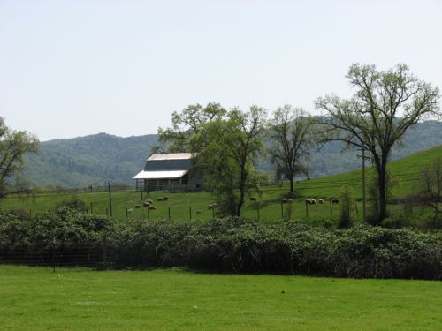 Potter Valley Spring Landscape, with sheep
