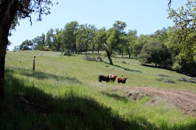 Hill with cows