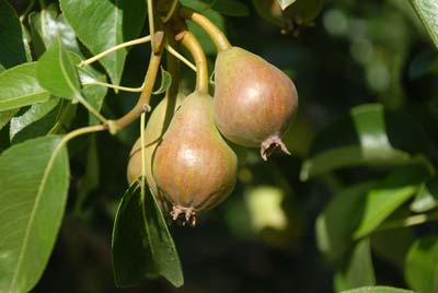 Potter Valley pears, 2010