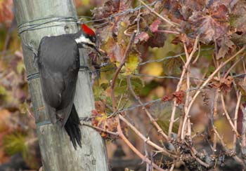 Pileated woodpecker snacking after grape harvest in vineyard