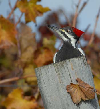Pileated woodpecker snacking after grape harvest in vineyard